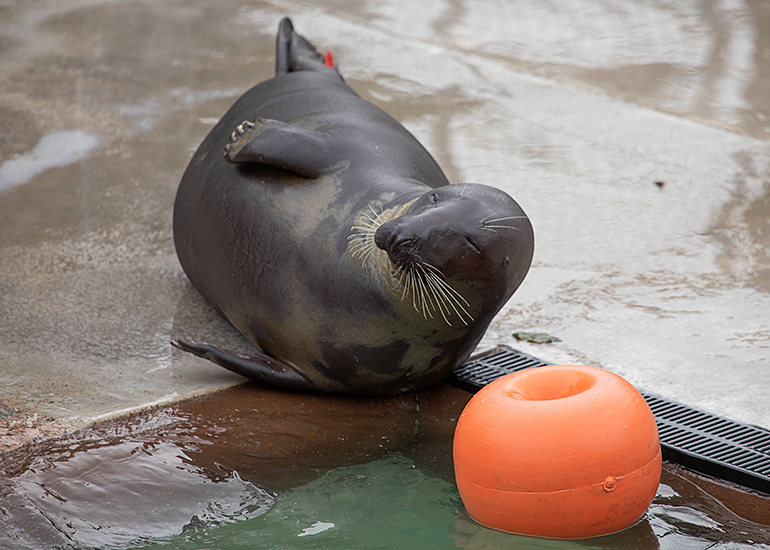 Cornish Seal Sanctuary
