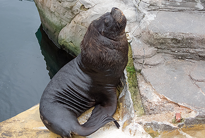 Diego - Patagonian Sea Lion