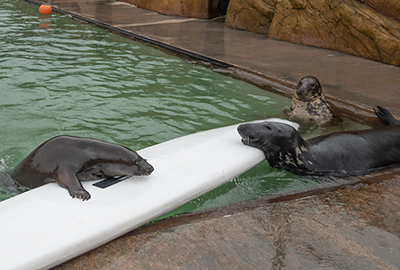 Cornish Seal Sanctuary