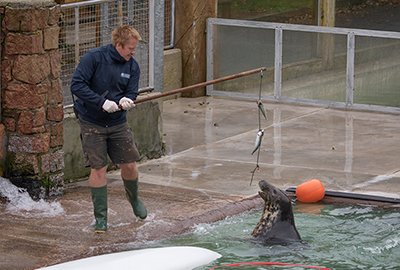 Mikolaj doing some enrichment training with Aayla!