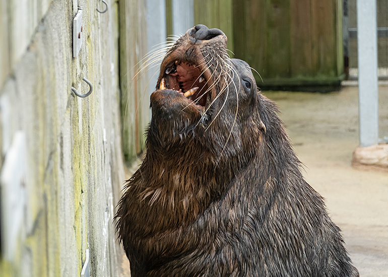 Cornish Seal Sanctuary