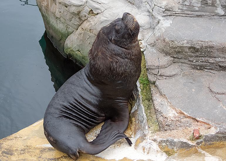 Cornish Seal Sanctuary