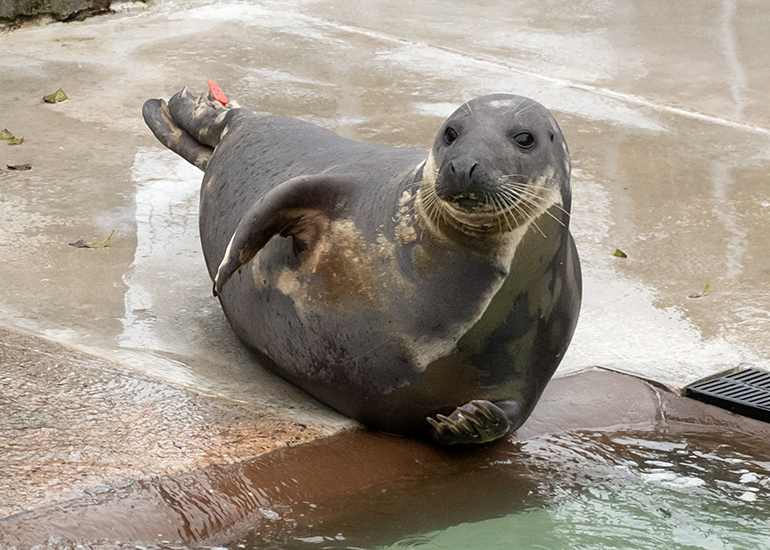Cornish Seal Sanctuary
