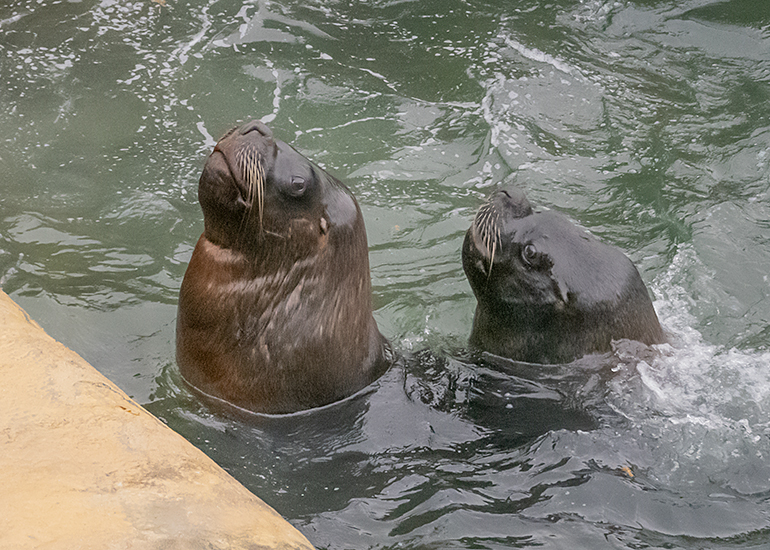 Noito and Diego - Patagonian Sea Lions