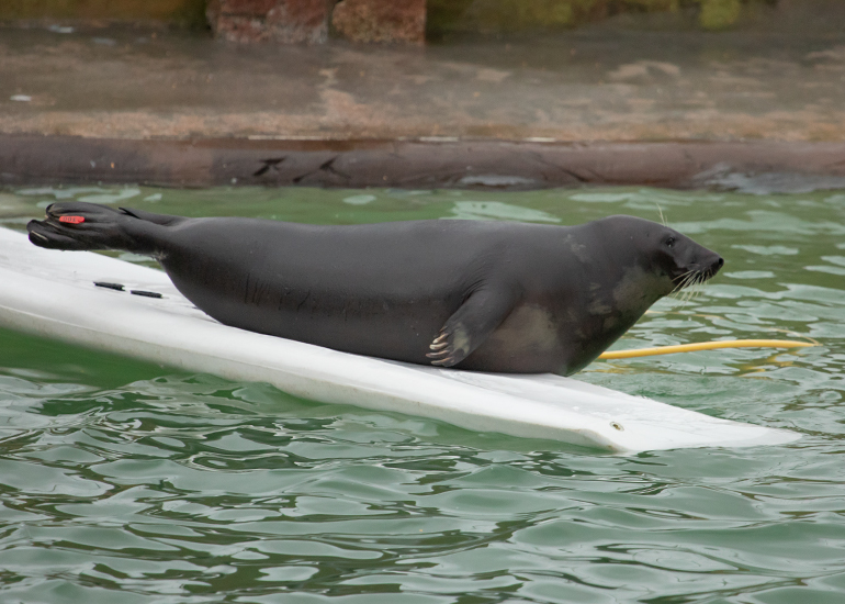 Bananarama surfing