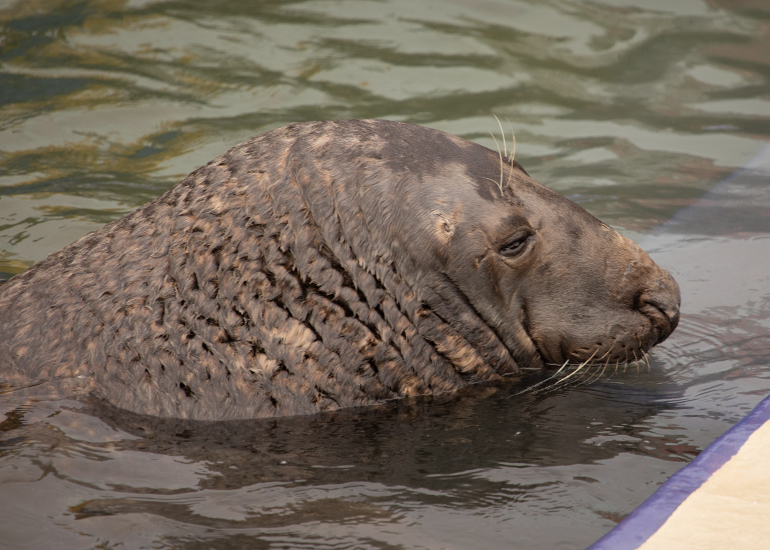 Flipper