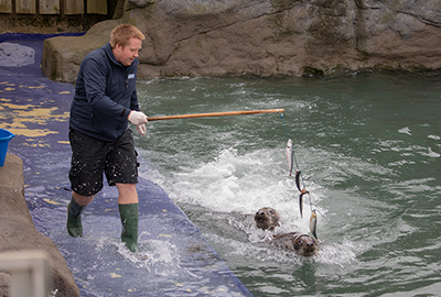 Mikolaj doing enrichment feeding