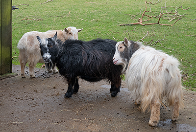 Bertie, Marvin and Dennis