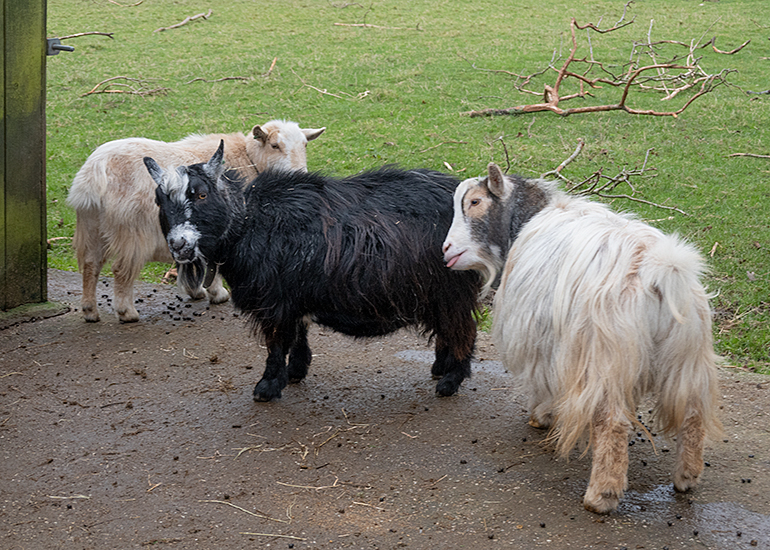 Bertie, Marvin and Dennis
