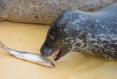 Cornish Seal Sanctuary