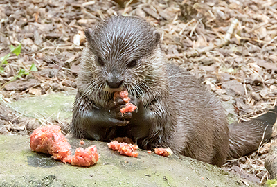 Harris, Asian Short Clawed Otter