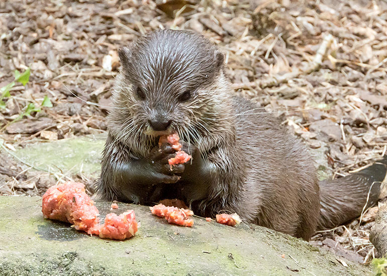 Harris - Asian Short Clawed Otter