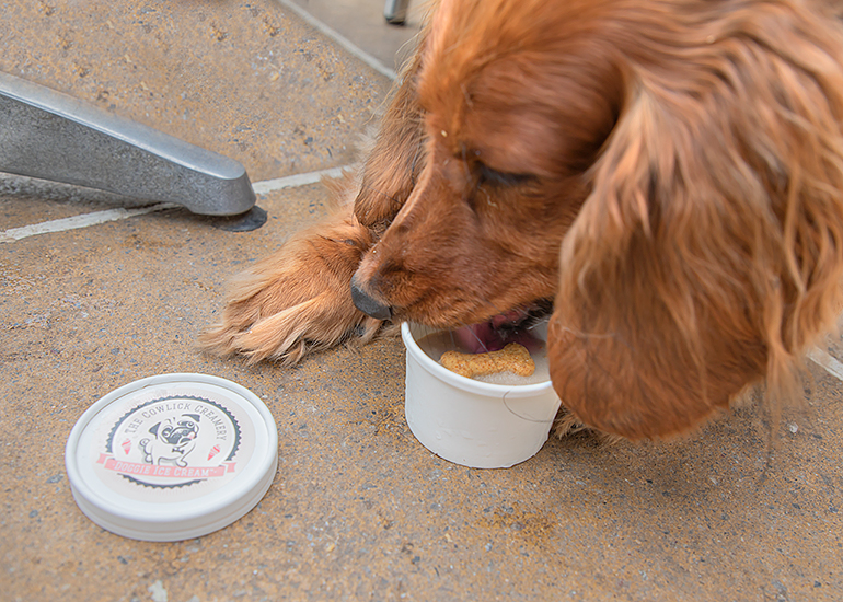 This beautiful dachshund enjoying Doggie Ice Cream!