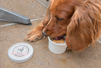 This beautiful Dachshund is enjoying her doggie ice cream