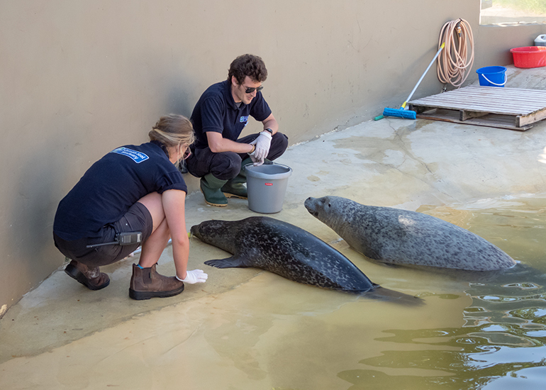 Common Seal Pool