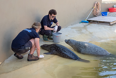 Common Seal Pool - Training and Feeding time