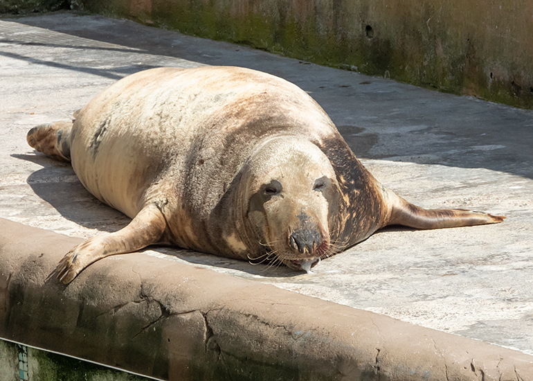 Resident Seal