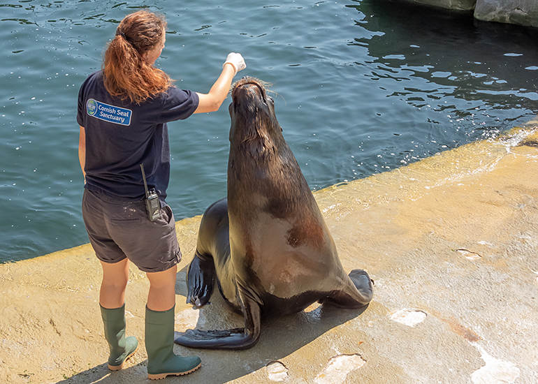 Deigo - Sea Lion with Natalie