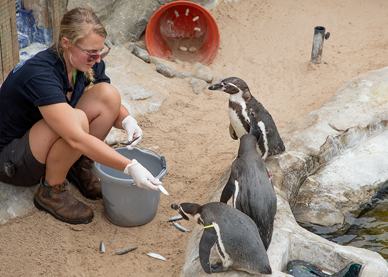 Grace feeding the Penguins