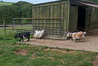 Marvin, Steve, Ernie and Bertie