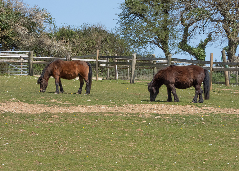Paddock