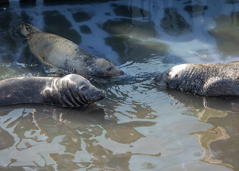 Grey Seals