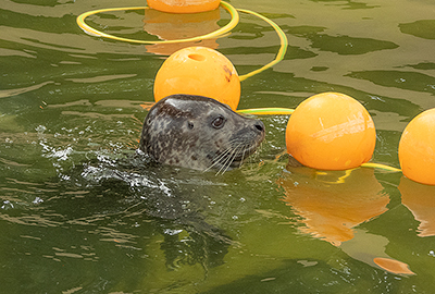 Jarvis - Resident Common Seal