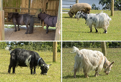 Tuppence, Bracken, Florence, Steve, Marvin and Bertie in the paddock