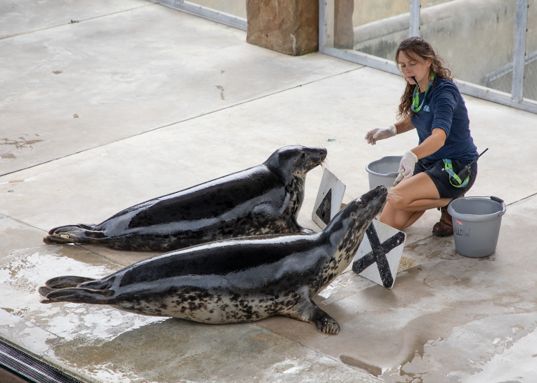 Megan doing enrichment training with Aayla and Willow