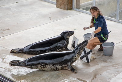 Megan doing enrichment training