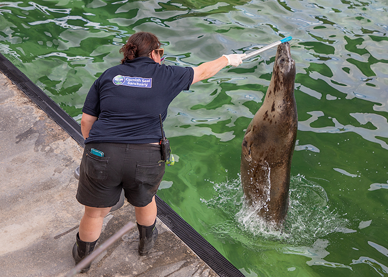 Emma doing enrichment training with Jinx