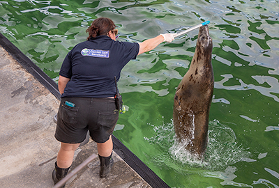 Emma doing enrichment training with Jinx