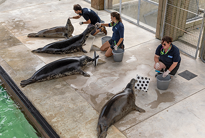 enrichment training