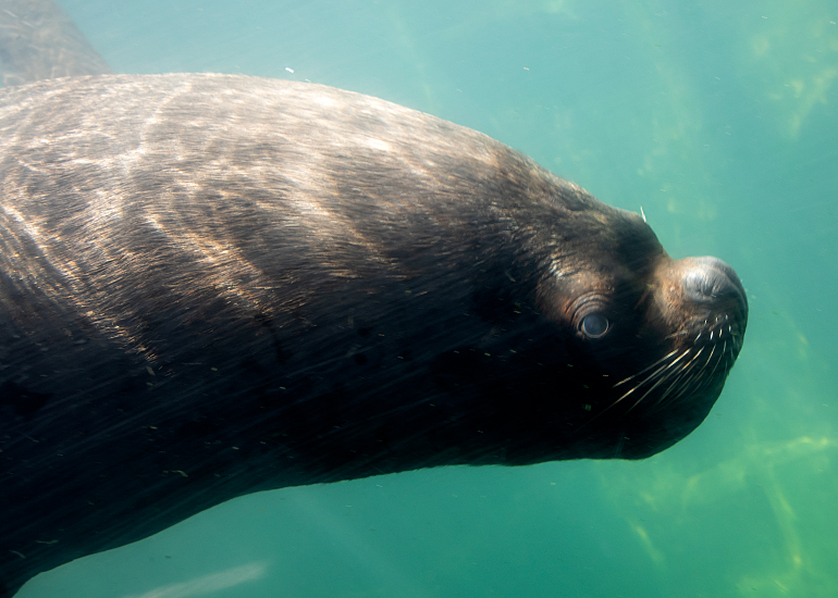 Diego, one of the Patagonian Sea Lions