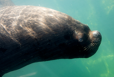 Noito, one of the Patagonian Sea Lions