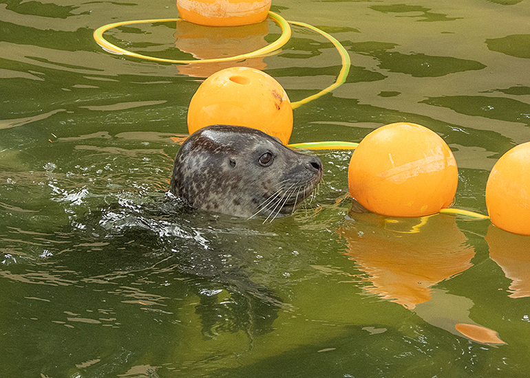 Jarvis - Resident Common Seal