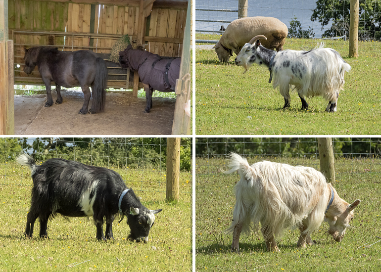 Tuppence, Bracken, Florence, Steve, Marvin and Bertie in the paddock