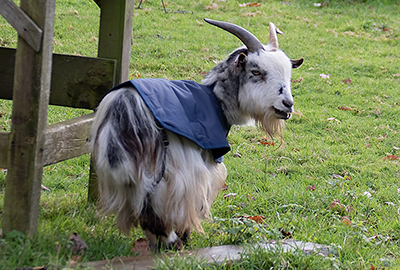 Stevie enjoying his walk around the sanctuary