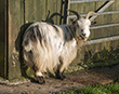 Sad passing of much loved Steve - Pygmy Goat