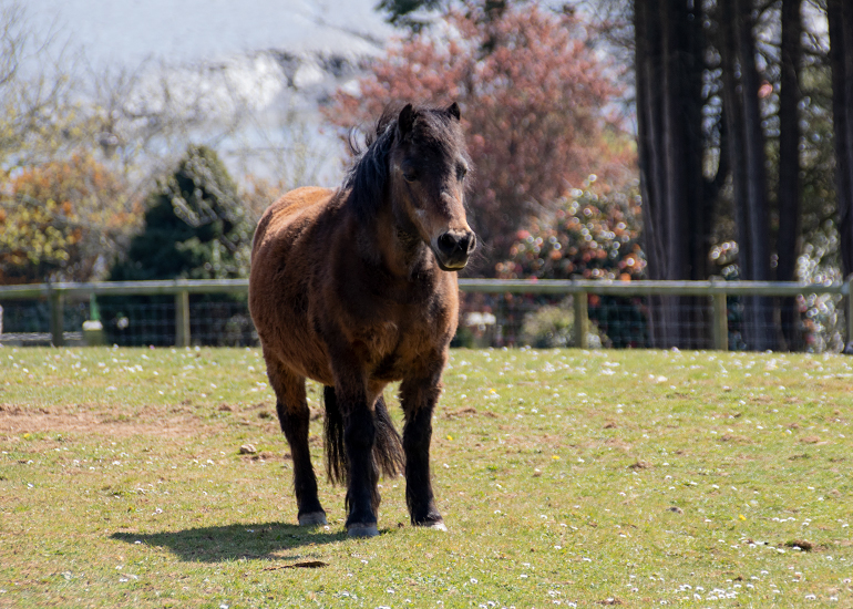 Bracken