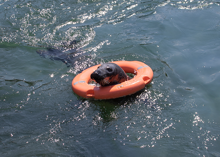 Pumpkin needs rescuing or at least a fish