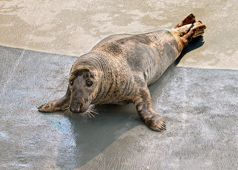 Logs wants more fish?