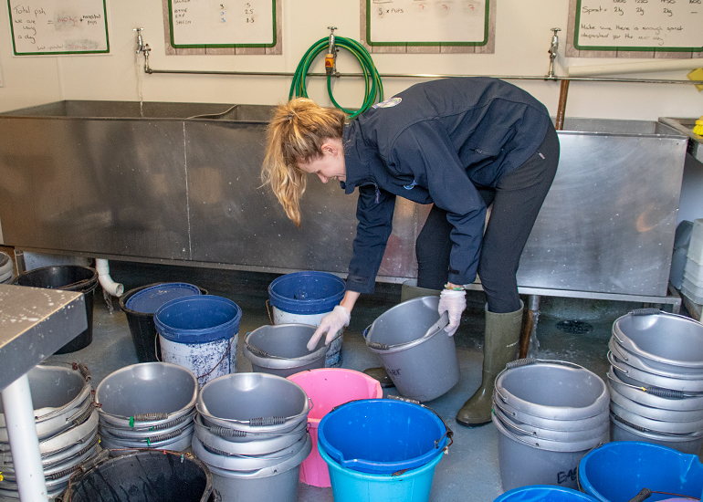 Catherine cleaning the buckets