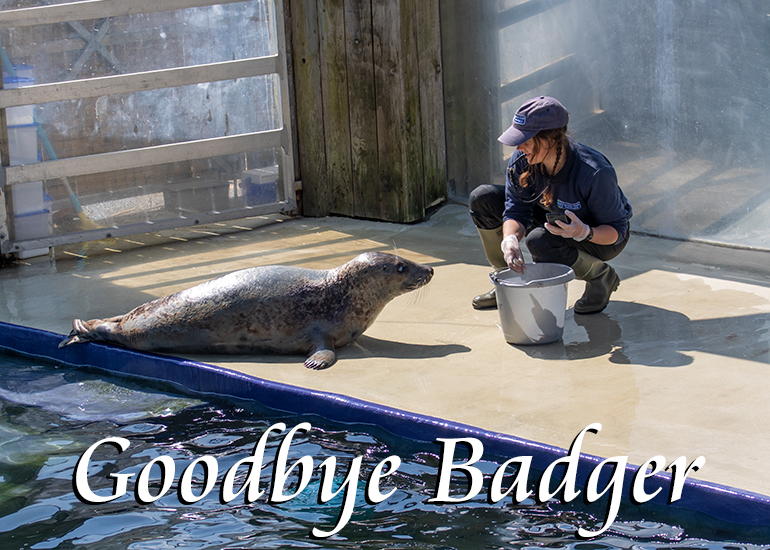 In loving memory of Badger - This photo was taken on 17th April 2021