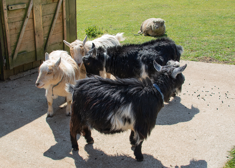 Dennis, Marvin, Bertie, Ernie and Florence 
