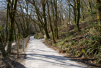 Woodland Walk