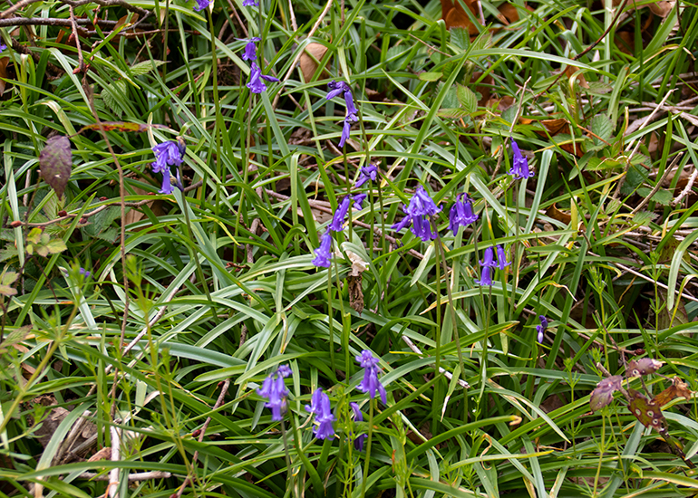 Bluebells