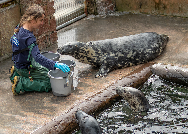 Tamara feeding Ray, Altanta and Sheba