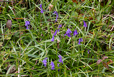 Bluebells