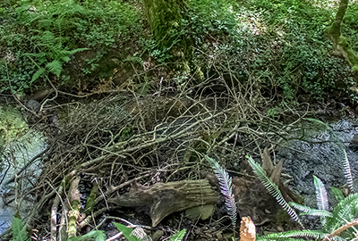 Dam built by the Beavers